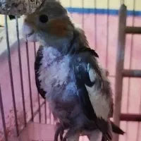 جوجه عروس هلندی