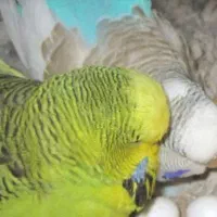 مرغ عشق.کوتوله.عروس.گرینچک.شاه طوطی|پرنده|بروجن, |دیوار