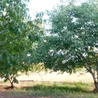 باغ|فروش دفتر صنعتی، کشاورزی، تجاری|اقبالیه, |دیوار