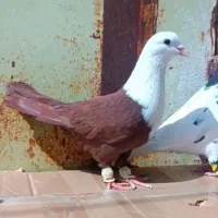 کفتر مخمل سرخ نر