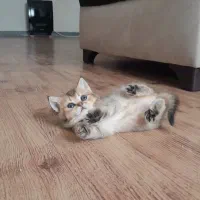 گربه بریتیش بریتیش گلد ny25