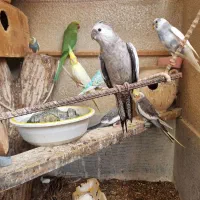 پرنده|پرنده|کنارک, |دیوار