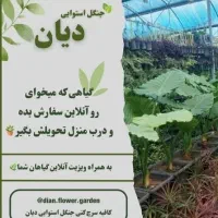فروش انواع گل های اپارتمانی و بیرونی