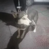 واگذاری. هاسکی زیباوباهوش. ویک اشپیتز واقعابازیگوش|سگ|کرمان, |دیوار