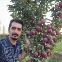 نهال سیب مالینگ با لیبل جهادکشاورزی