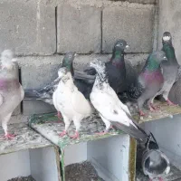 کبوتر پلاکی معاوضه بامرغ عشق عروس هلندی|پرنده|رودان, |دیوار