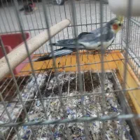 عروس هلندی سینامون نر