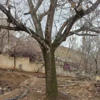 خرید انواع چوب باغی