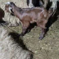 بزغاله نر شیری