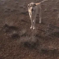 واگزاری‌حیوانات‌خانگی