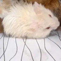 همستر خانگی