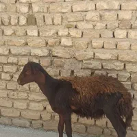 بره نر جوان سالم سرحال چاق مناسب قربانی