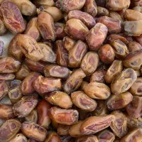 خرمای درجه دو بوشهر