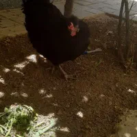 مرغ