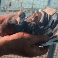 کبوتر