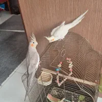 عروس هلندی جفت