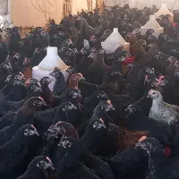 فروش عمده جوجه گلپایگانی،مرغ خروس تاقچه مشکی جهادی|حیوانات مزرعه|مشهد, شترک|دیوار