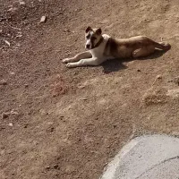 واگذاری حیون ده ماهه|سگ|رضویه, |دیوار