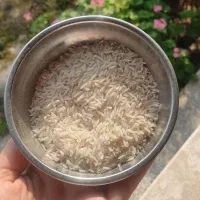 برنج هاشمی درجه یک|خوردنی و آشامیدنی|سنگر, |دیوار