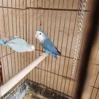 طوطی برزیلی مولد و عروس هلندی لوتینو مولد|پرنده|بومهن, |دیوار