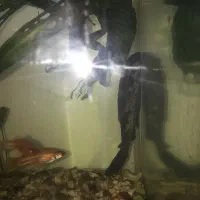 کت فیش و فایتر ماده