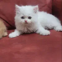 پرشین&برتیش