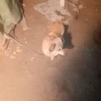 هرکسی خاست زنگ بزند