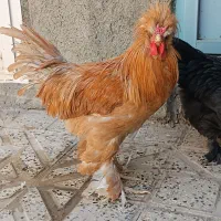 مرغ و خروس سلطان اصیل ، دان بوقلمون و جوجه و..|حیوانات مزرعه|کرمانشاه, |دیوار