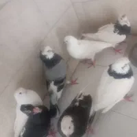 کفتر معاوضه با مرغ یا نقدی