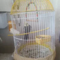 عروس هلندی نر