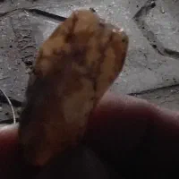 عقیق وشجرفردوس خانکوک