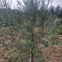 فروش زمین باغی درروستای بالاجاده جنب جنگل|فروش زمین و ملک کلنگی|کردکوی, |دیوار