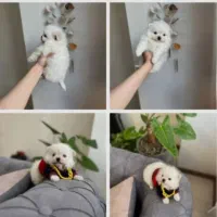 واگذاری تعدادی سگ فنجانی|سگ|کلاردشت, |دیوار