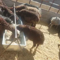 گله کوچیک میش ها همه جوان قوچ بره درجه یک