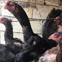تخم مرغ نطفه دار خارجی و لاری چابهاری اصیل|حیوانات مزرعه|گراش, |دیوار