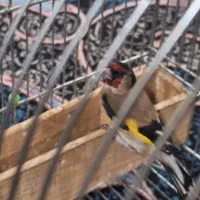 سهر زاغ|پرنده|اصفهان, سعادت‌آباد|دیوار