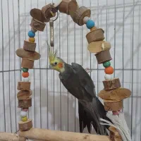 معاوضه عروس هلندی با مرغ