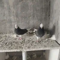 ابلاغ یا شازده|پرنده|میاندوآب, |دیوار