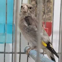 طوطی گرینچیک آناناسی نر جوجه سهره نر کشیده آنتیک