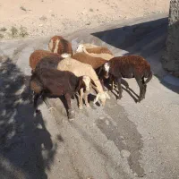 بره ماده طوقولی شیشک  میش و بره قوچ پلنگی