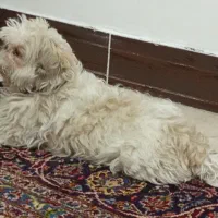 سگ اشپیتز  نر