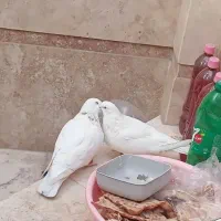 کفتر|پرنده|قم, هفت تیر|دیوار