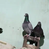 موبایل موبایل کبوتر|موبایل|مسجد سلیمان, |دیوار