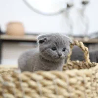 گربه اسکاتیش اصیل