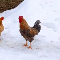 خروس|حیوانات مزرعه|خاو و میرآباد, |دیوار