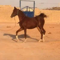 کره عرب مصری|اسب و تجهیزات اسب‌سواری|شیراز, دروازه قران|دیوار