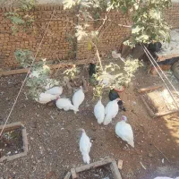 بوقلمون بیوتی خانگی ارگانیک|حیوانات مزرعه|قزوین, |دیوار