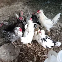 فروش فوری خروس گلین ۱۰عدد ۷میلیون