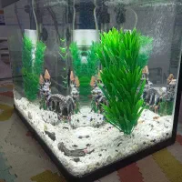 آکواریوم  شیشه خمه دستگاهی|ماهی|الوند, |دیوار