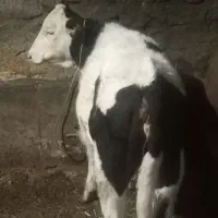 گوساله ماده|حیوانات مزرعه|سارال, |دیوار